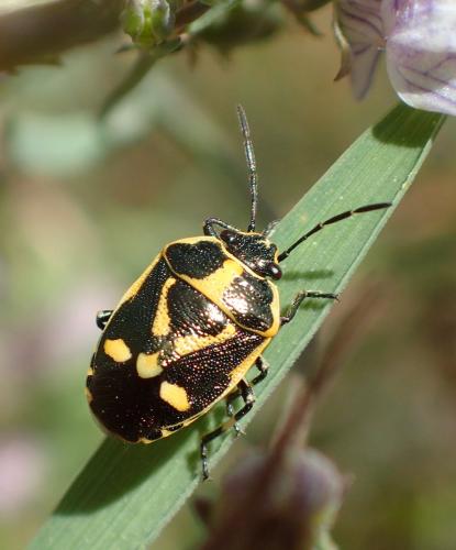 Eurydema oleracea